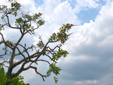 Tree branches with green leaves under cloudy skyの写真素材