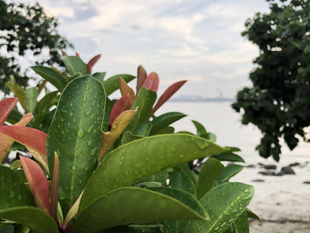 Focused view of rain drops on green leaves with cloudy sky as backgroundの写真素材