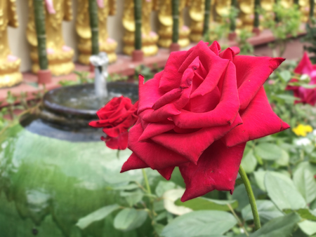 Focused view of isolated red rose flowerの写真素材