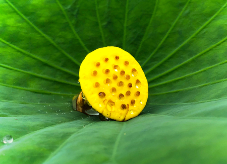 Lotus seed pod on the leafの写真素材