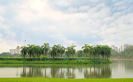 Row of palm trees under cloudy sky with reflection on the lakeの写真素材