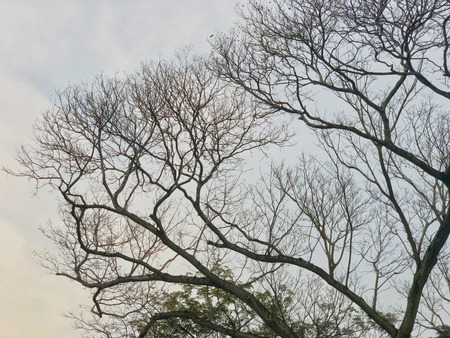 Dry tree branches under cloudy sky