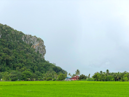 Scenic view of rural area with house under the hill surrounded by paddy fieldの写真素材