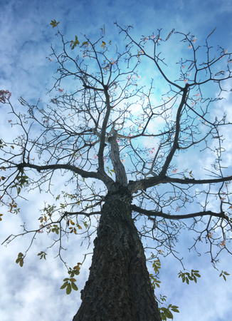 Dry tree branches under cloudy blue sky on a summer day