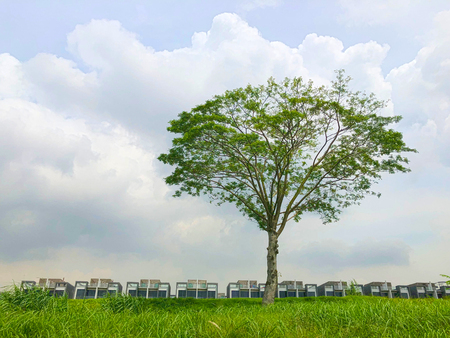 A lone tree on the open field with residential houses at the backgroundの写真素材