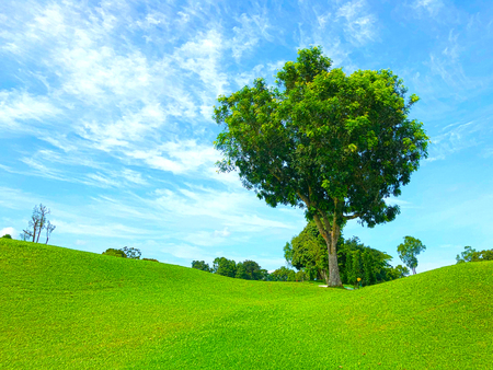 A lone tree on the open field under cloudy blue skyの写真素材