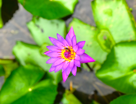 Macro image of Lotus flower with beeの写真素材