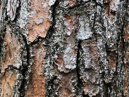 Macro view of tree trunk texture