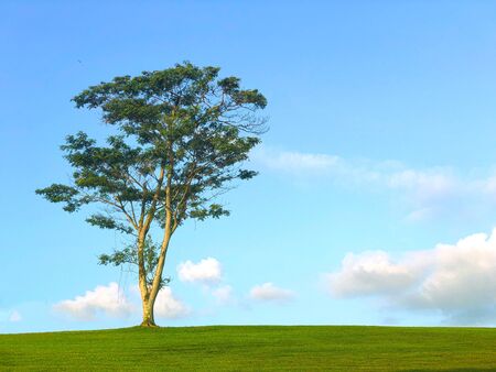 A lone tree on the open field  under cloudy blue sky