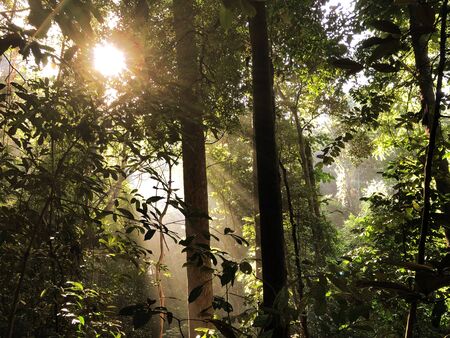 Sun ray shines through beautiful forestの写真素材