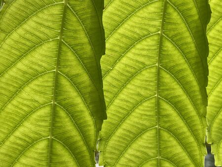 Green leaf texture pattern. Green, ecology and environmental concept