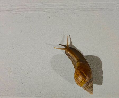 Top view of snail with shadow isolated on white backgroundの写真素材