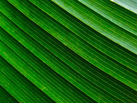 Green leaf texture pattern. green, ecology and environmental conceptの写真素材