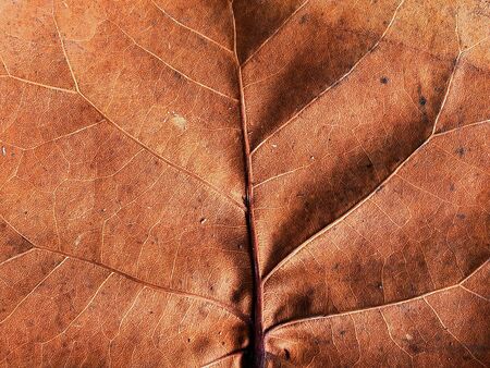 Brown leaf texture pattern. Brown, ecology and environmental conceptの写真素材