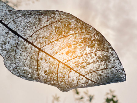 Translucent dry leaf with see-through sunshine. Artistic nature concept