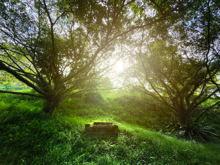 Sunray casting through thick green forest.の写真素材