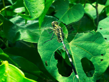 Macro view of dragonfly against green leaves