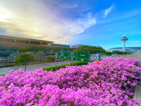 SINGAPORE, 4 APRIL 2020 : Bougainvillea blossoms near Changi Airport, with control tower and JEWEL at the backgroundのeditorial素材