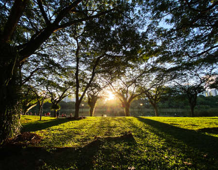 Sunset in the park with green grass and trees in the foregroundの写真素材