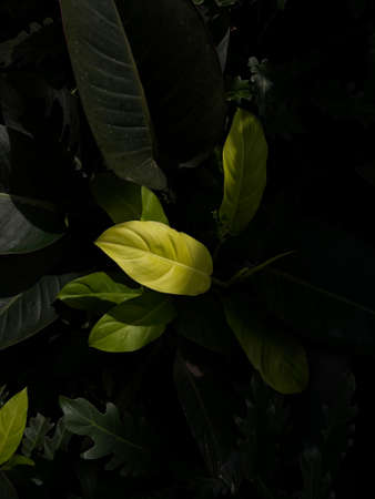 closeup and selective focus of green leaves over dark background