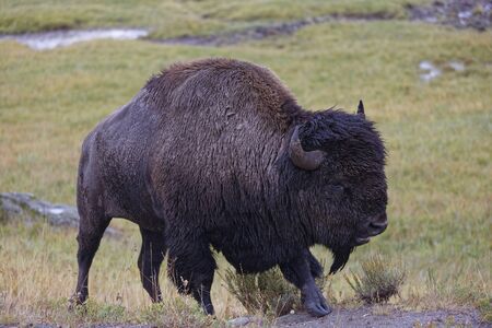 Male bison at Yellowstone National Parkの写真素材