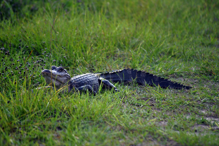 American Alligator sunning itselfの写真素材