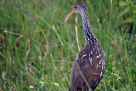 Juvenile White Ibisの写真素材
