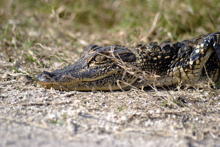 Baby Alligatorの写真素材