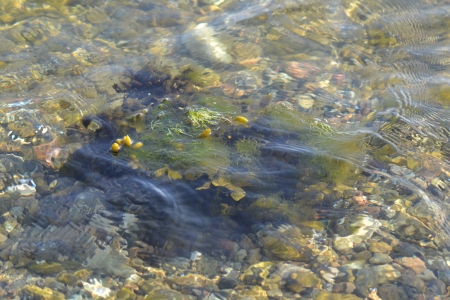 Seetang im Wasserの写真素材