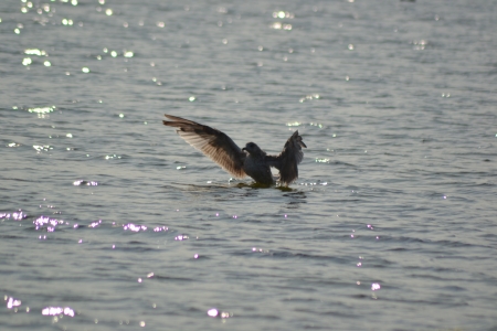 Möve auf Wasserの写真素材