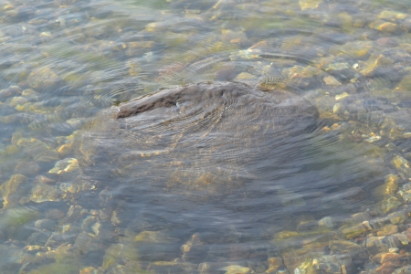 Felsen im Wasserの写真素材
