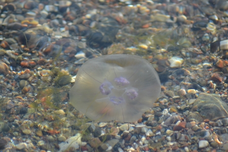 Qualle auf Meeresgrundの写真素材