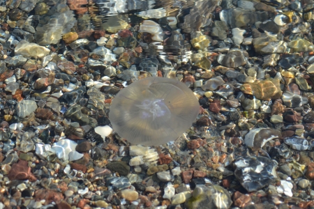 Qualle auf Meeresgrundの写真素材