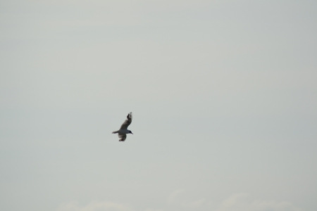 Möve in der Luftの写真素材