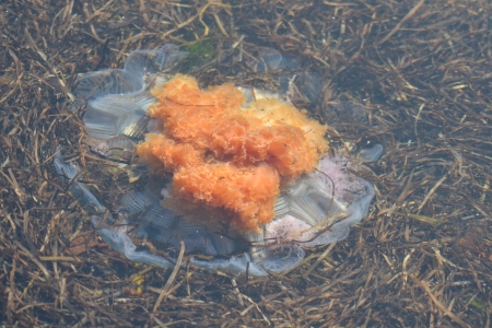 Feuerqualle im Wasserの写真素材