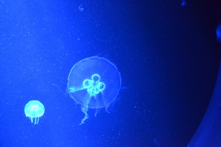 Quallen unter Wasserの写真素材