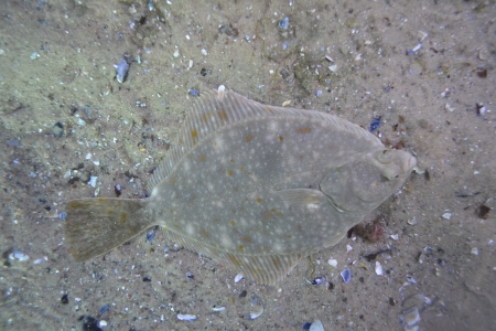 Scholle im Sandの写真素材