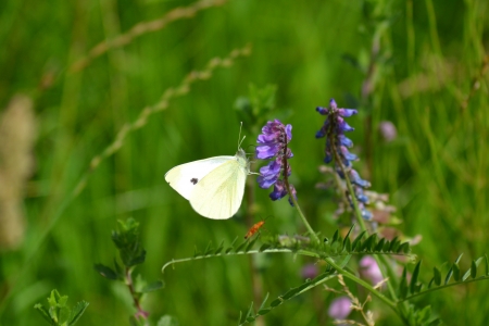 Schmetterlingの写真素材