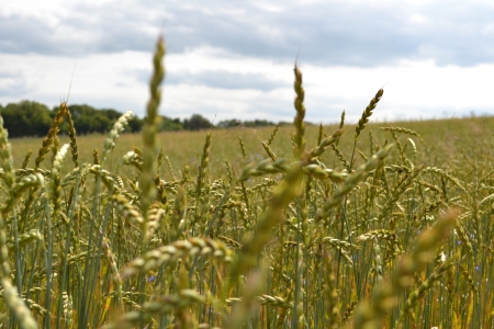 Weizenの写真素材