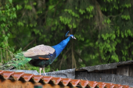 Pfau auf Dachの写真素材