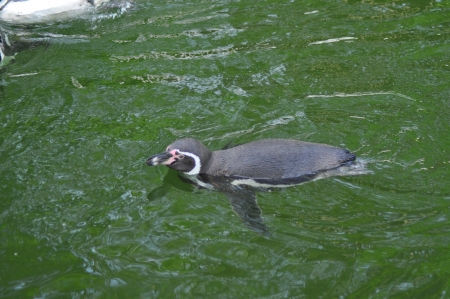 Pinguin im Wasserの写真素材