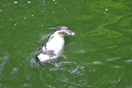 Pinguin im Wasserの写真素材