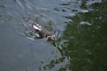 Pinguin im Wasserの写真素材