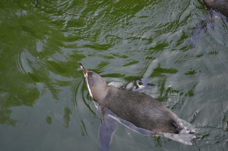 Pinguin im Wasserの写真素材