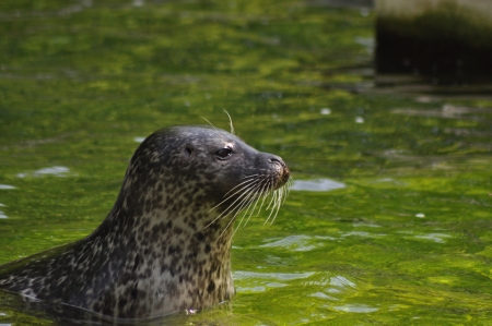 Seehundの写真素材