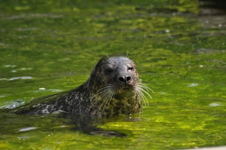 Seehundの写真素材