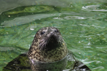 Seehundの写真素材