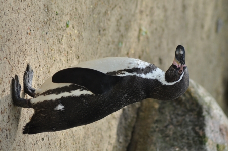 Pinguinの写真素材