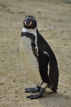 Pinguinの写真素材