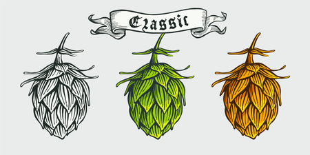 Hops, hand drawn engraving style illustration with ribbon.  Perfect for beer festival invitations, line drawing labels, brewery posters, bars t-shirts, sketch style banners.のイラスト素材